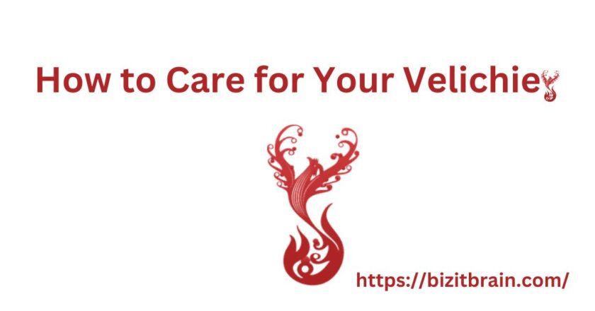 How to Care for Your Velichie