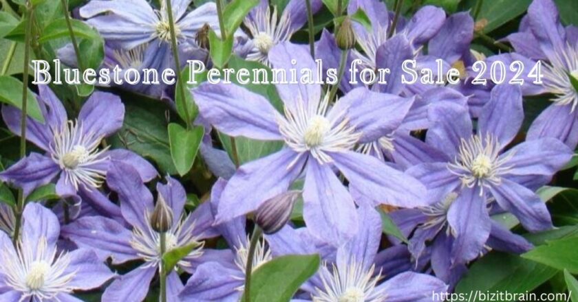 Bluestone Perennials for Sale 2024