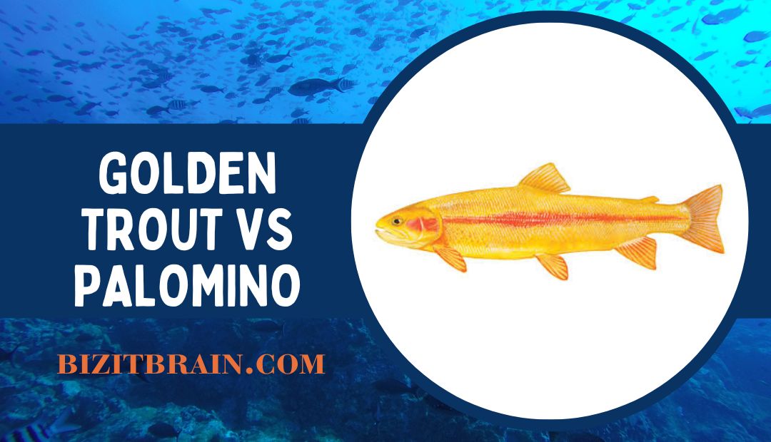 golden trout vs palomino